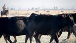 Nevada beef producer on horseback with cattle