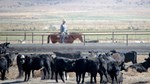 Cowboy riding behind cattle in feeding area