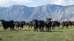 Cattle in green pasture with mountain range in the background