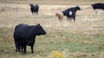 Cattle in pasture